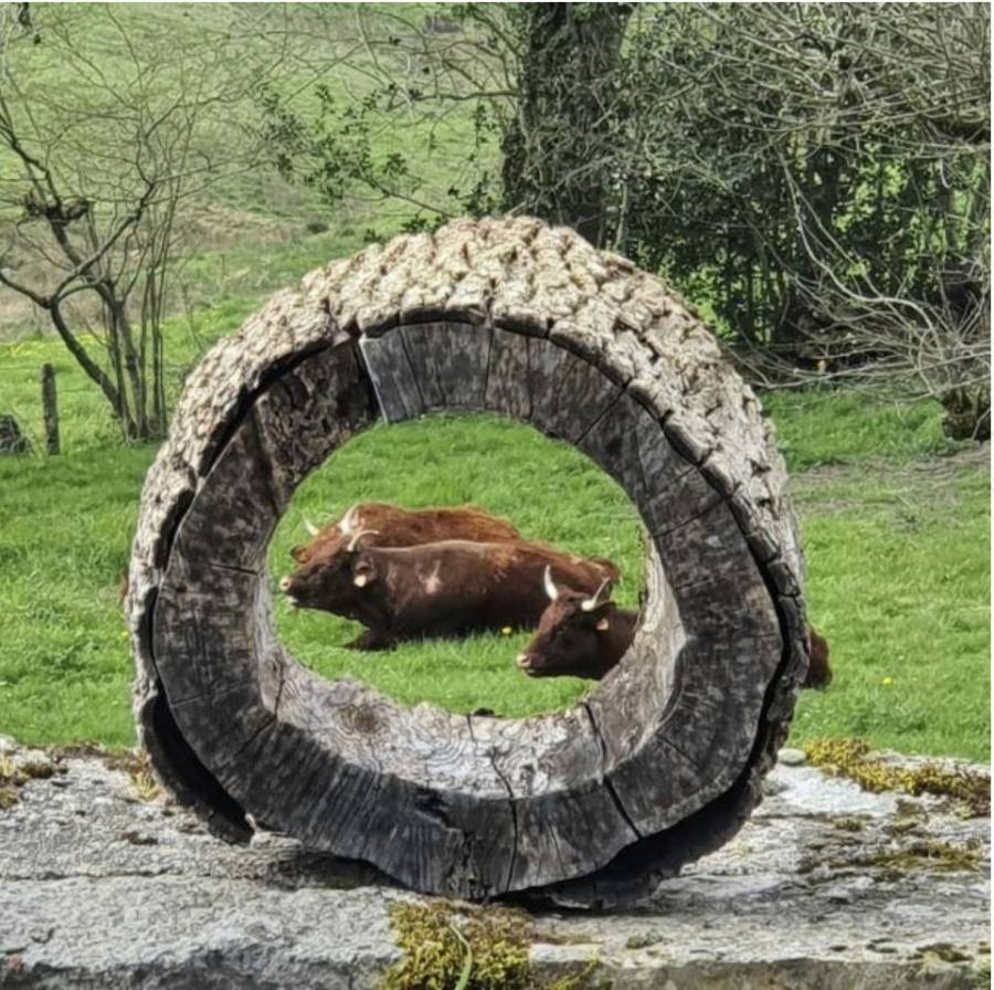 vaches-dans-tronc.jpg